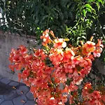 Villa Milena *
