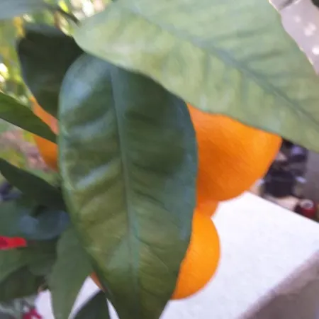 Milena וילה ברודאריצה
