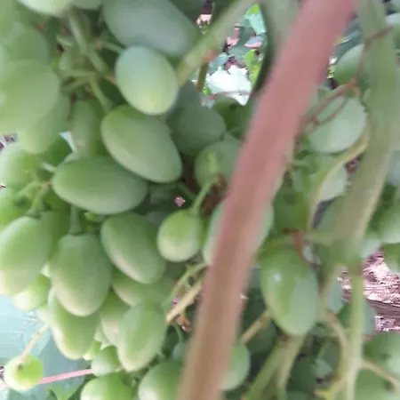 Milena ברודאריצה