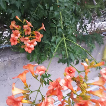 וילה Milena ברודאריצה