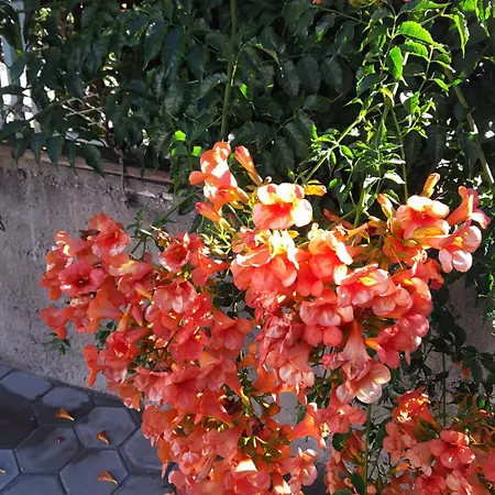 וילה Milena *