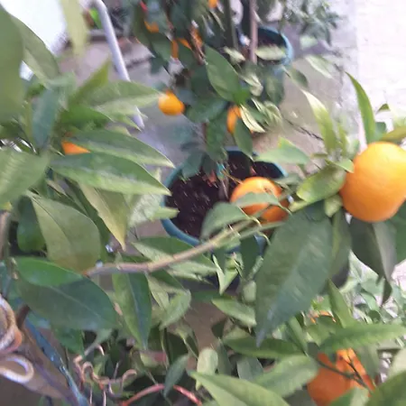 Milena * Brodarica (Sibenik-Knin)