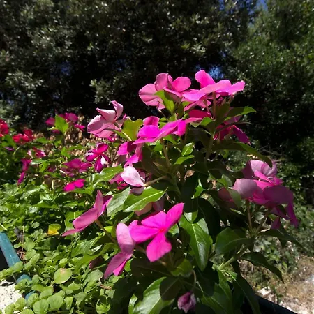 Milena Brodarica (Sibenik-Knin)