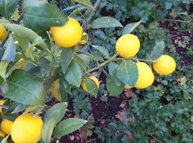 Villa Milena Brodarica (Sibenik-Knin)