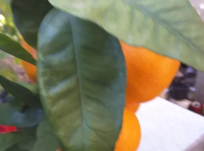 Milena Villa Brodarica (Sibenik-Knin)