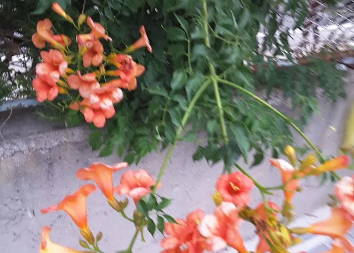 Villa Milena Brodarica (Sibenik-Knin)