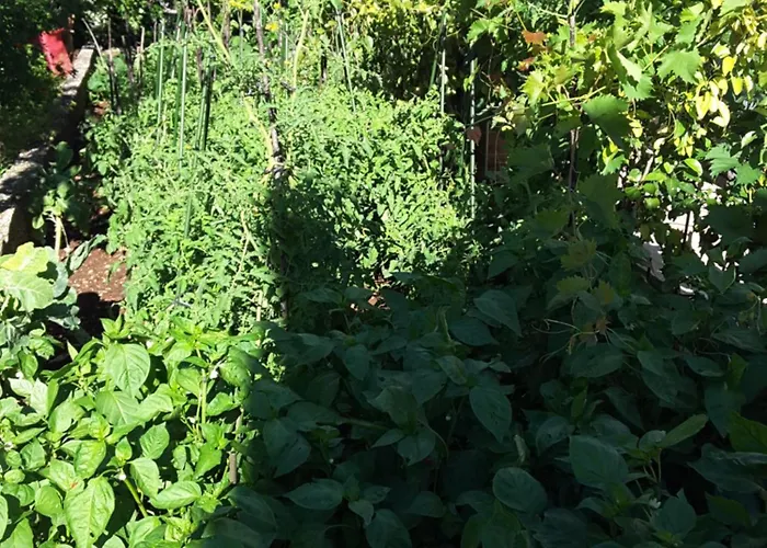 Milena * Brodarica (Sibenik-Knin)