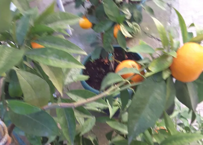 Milena * Brodarica (Sibenik-Knin)