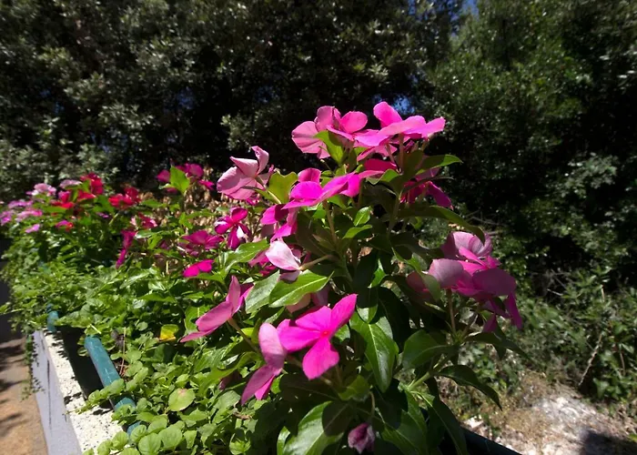 Milena Brodarica (Sibenik-Knin)